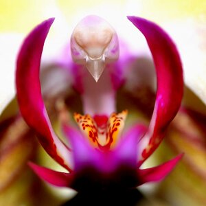 Orchidee
