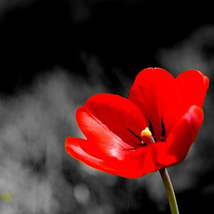 Tulpe5