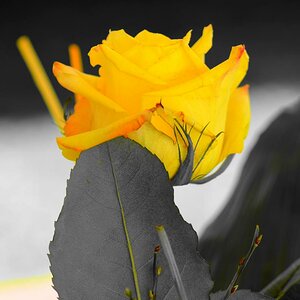 Rose1