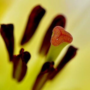 blüte
