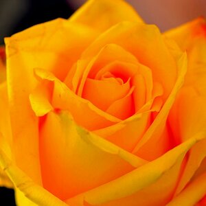 rose4