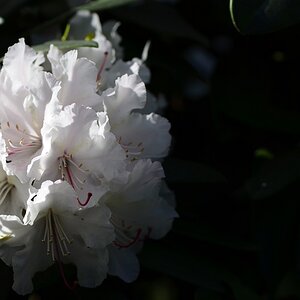 13 Zwergrhododendron 1 01 05