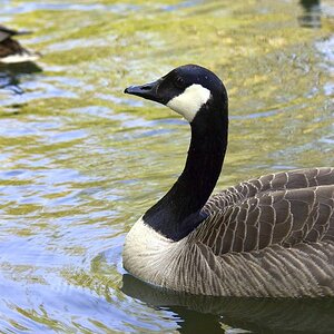 13 Canada Gans 4a 01 05