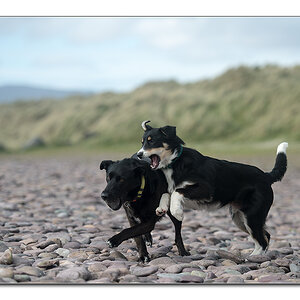 hunde1
