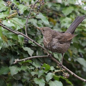 wachsame Amsel 
(Eichelhäher drohen)