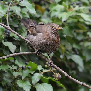 Amsel