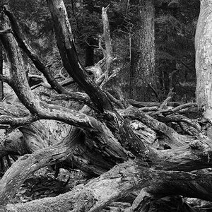 DSC 0537 bw