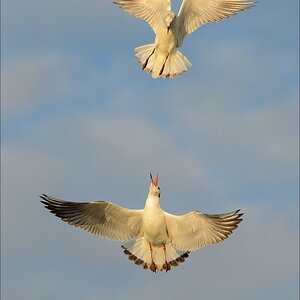 aacomp eidersperrwerk 20130504 0374