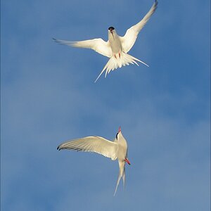 aacomp eidersperrwerk 20130504 0486