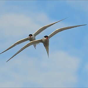 aacomp eidersperrwerk 20130504 0511