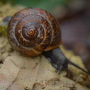 schnecke 001