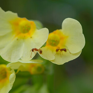 schlüsselblumenschneiderameise 001