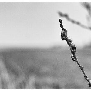 1304 Frühling