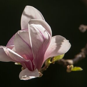 Magnolie
