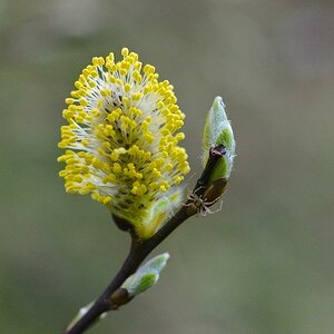 spring