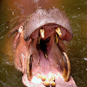 Hippo