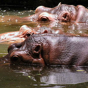Hippo2
