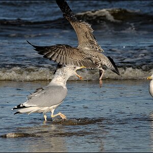Schnabel weg, ist mein Fisch - Usedom