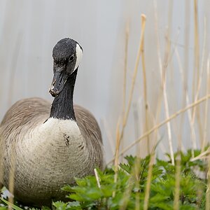 20130428 4919 [NIKON D4] 300 mm,1 1000 Sek. bei ƒ   2,8