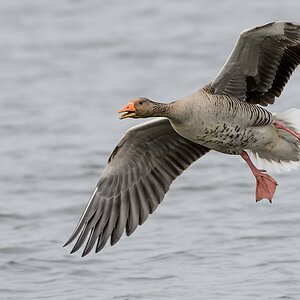 20130427 4544 [NIKON D4] 600 mm,1 1000 Sek. bei ƒ   7,1 2