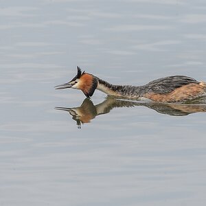 20130428 4774 [NIKON D4] 500 mm,1 1000 Sek. bei ƒ   6,3