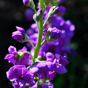 DSC 0178 01