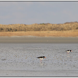 Schiermonnikoog 001