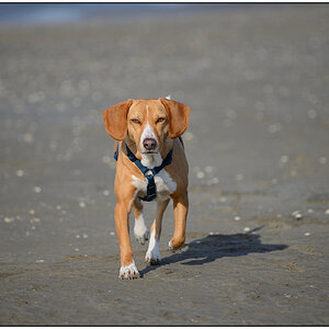 Schiermonnikoog 004