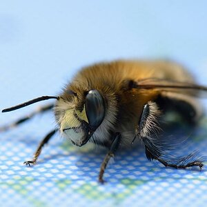 Bienchen