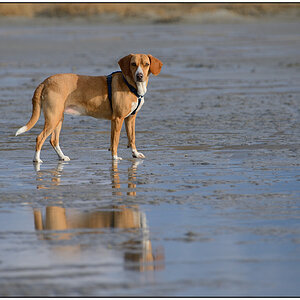 Schiermonnikoog 008