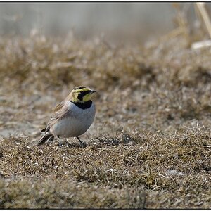 Schiermonnikoog 009