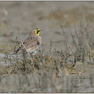 Schiermonnikoog 010