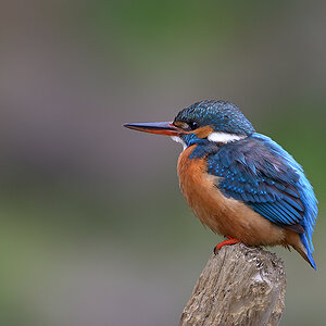 Eisvogel0786f