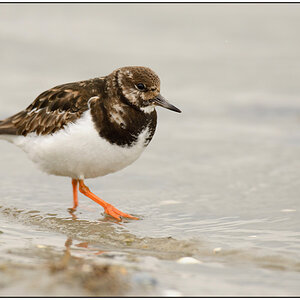 Schiermonnikoog 011