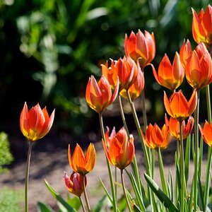 Tulpen 1
