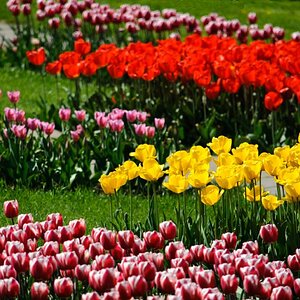 Tulpen 2