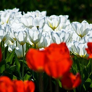 tulpen 3