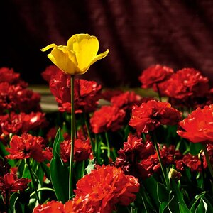 Tulpen 4