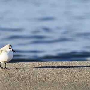 Strandläufer