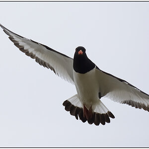 Schiermonnikoog 024