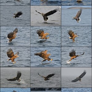 Seeadler 039