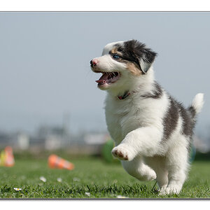 Babyhund1