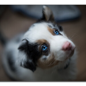 Babyhund2