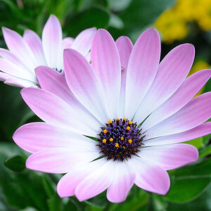 Macro 3232