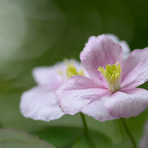 171900clematisblumen