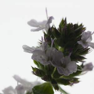 Thymian 1