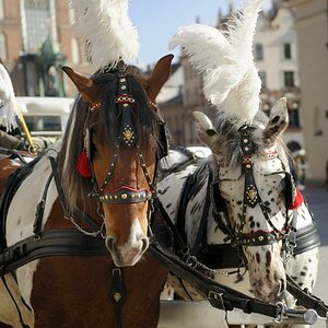 Droschkenpferde in Krakau