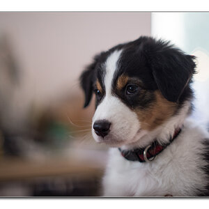 Babyhund3