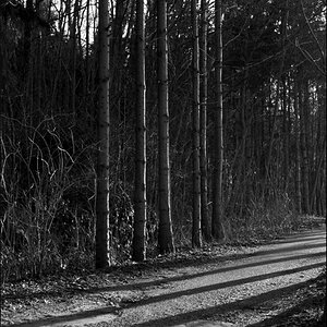 parallelen