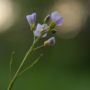 1864900wiesenschaumkrautblumen